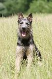 BOUVIER DES ARDENNES 033